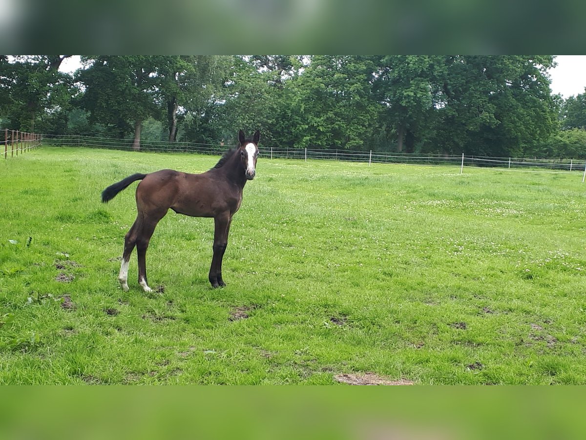 Hanoverian Mare Foal (04/2025) Can be white in Friedeburg