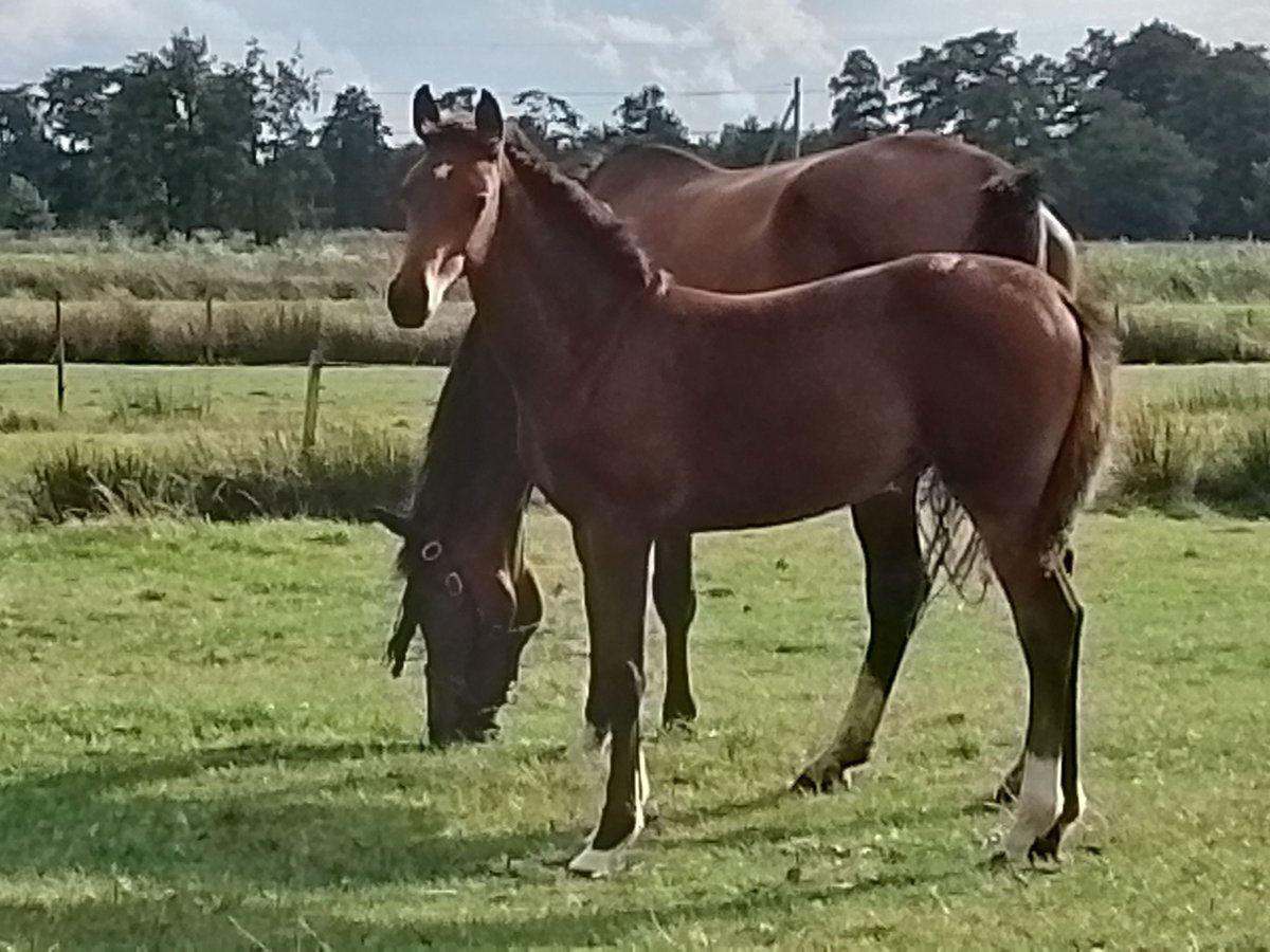 Hanoverian Mare Foal (04/2024) Can be white in Wingst