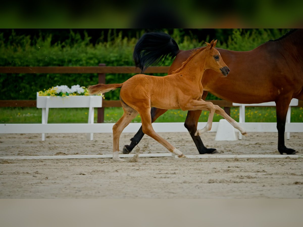 Hanoverian Mare  Chestnut in Garlstorf