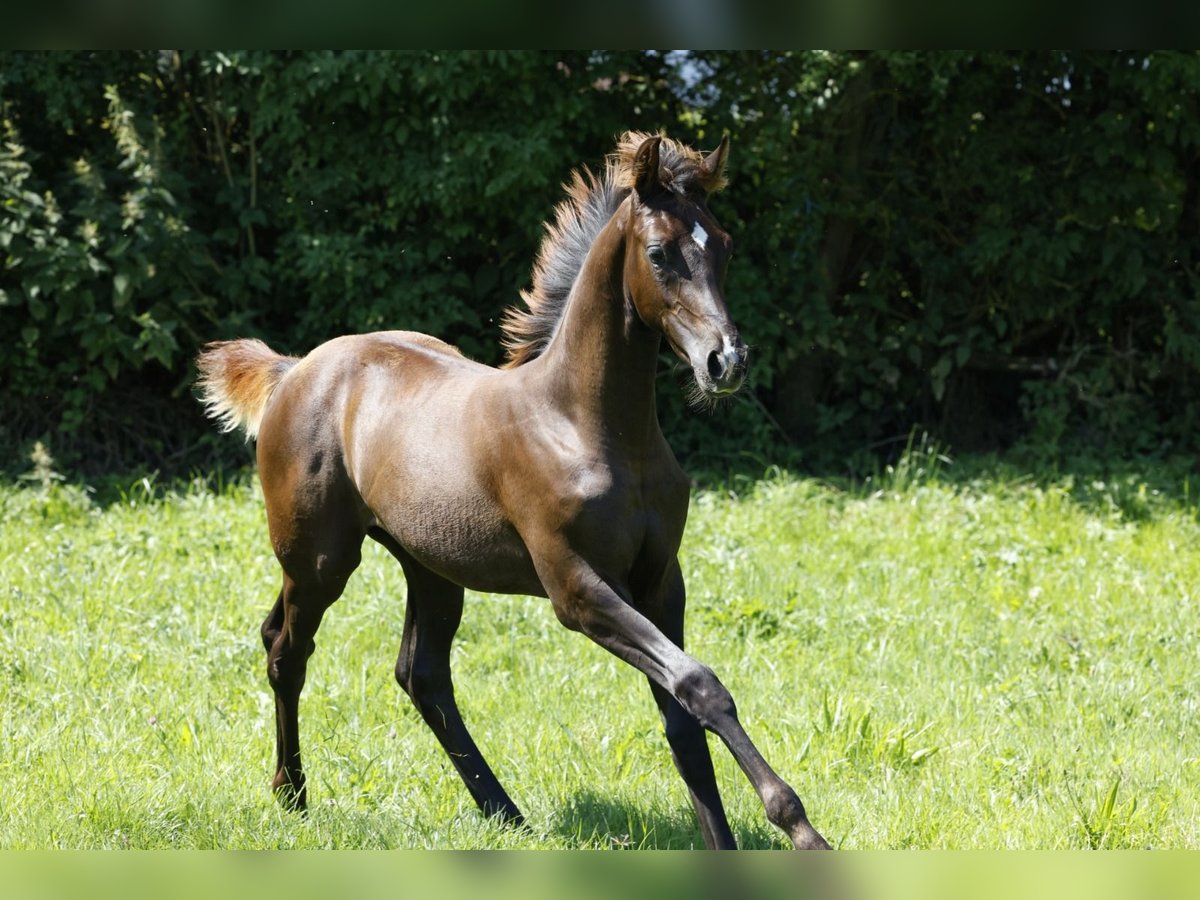 Hanoverian Mare Foal (03/2024) Chestnut in Vöhl