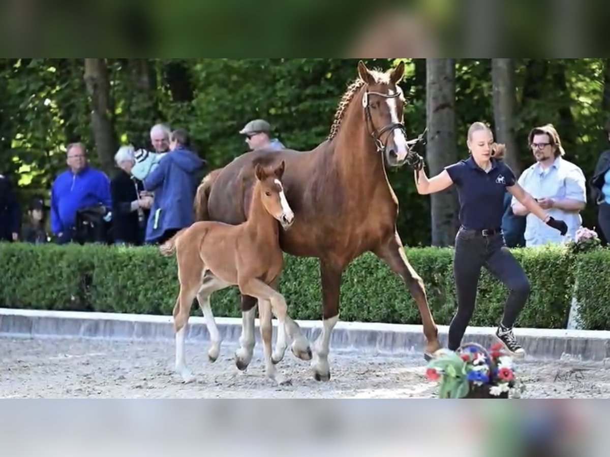 Hanoverian Mare  Chestnut-Red in Stoetze