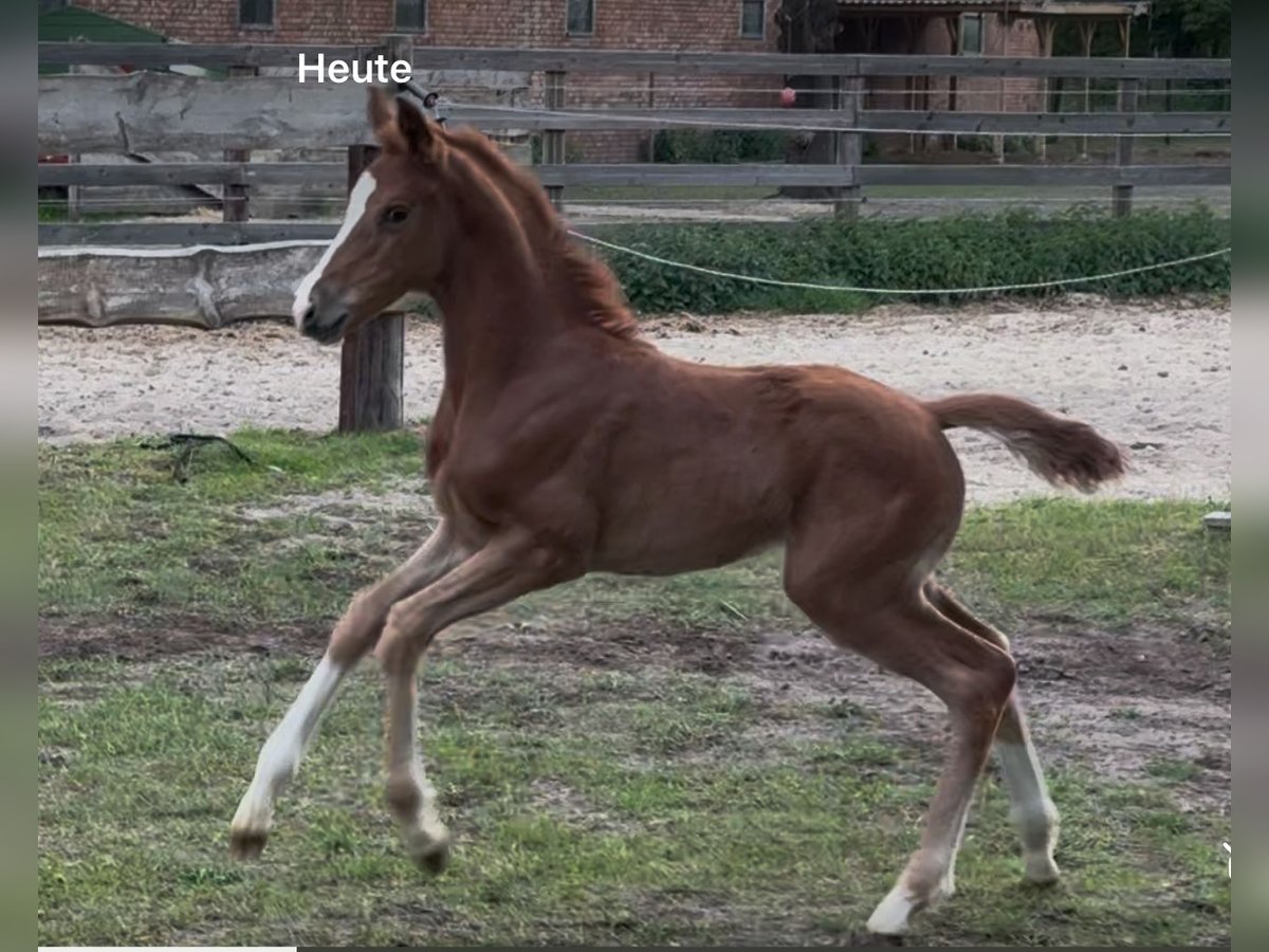 Hanoverian Mare  Chestnut-Red in Bröckel