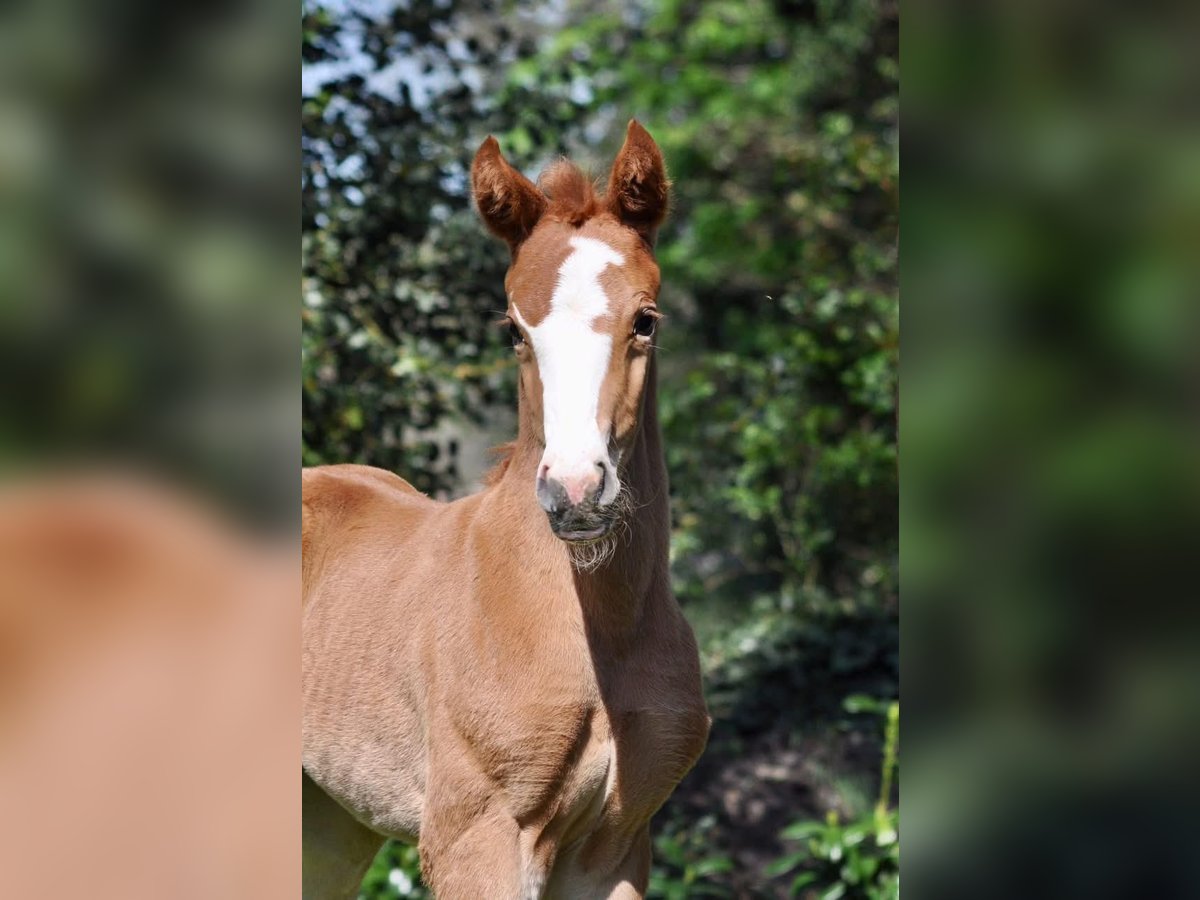 Hanoverian Mare  Chestnut-Red in Ostercappeln