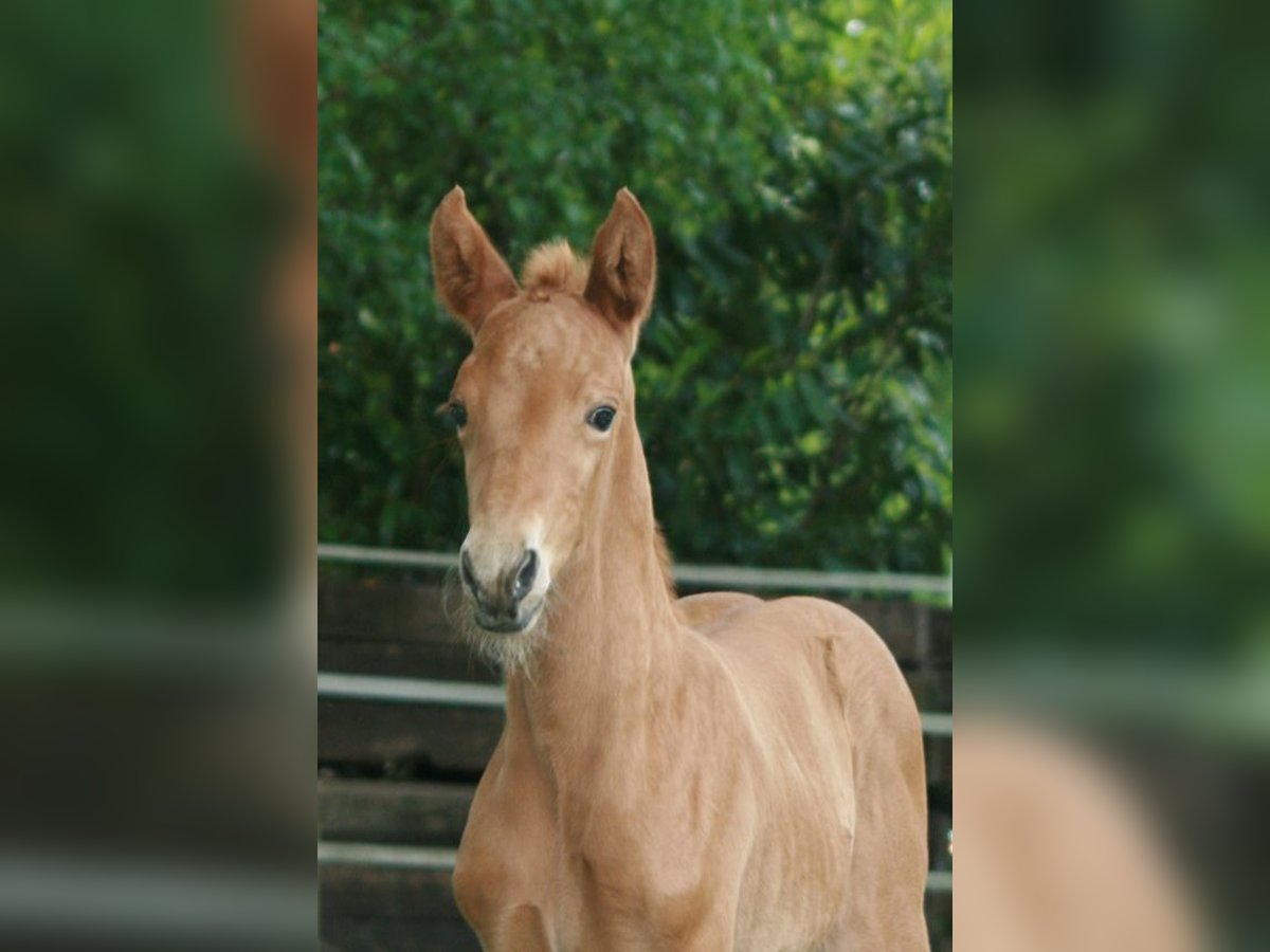 Hanoverian Mare  Chestnut-Red in Rietberg
