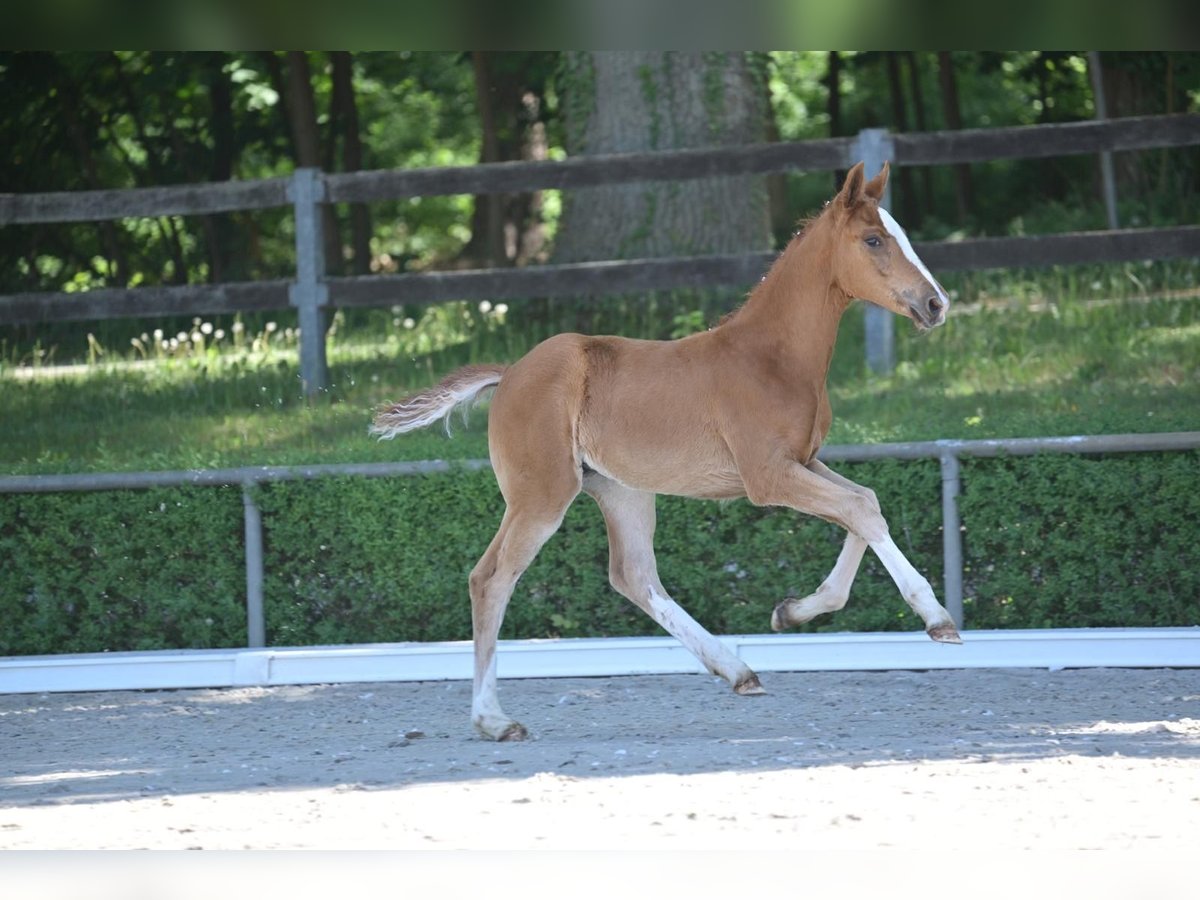Hanoverian Mare  Chestnut-Red in Salzwedel