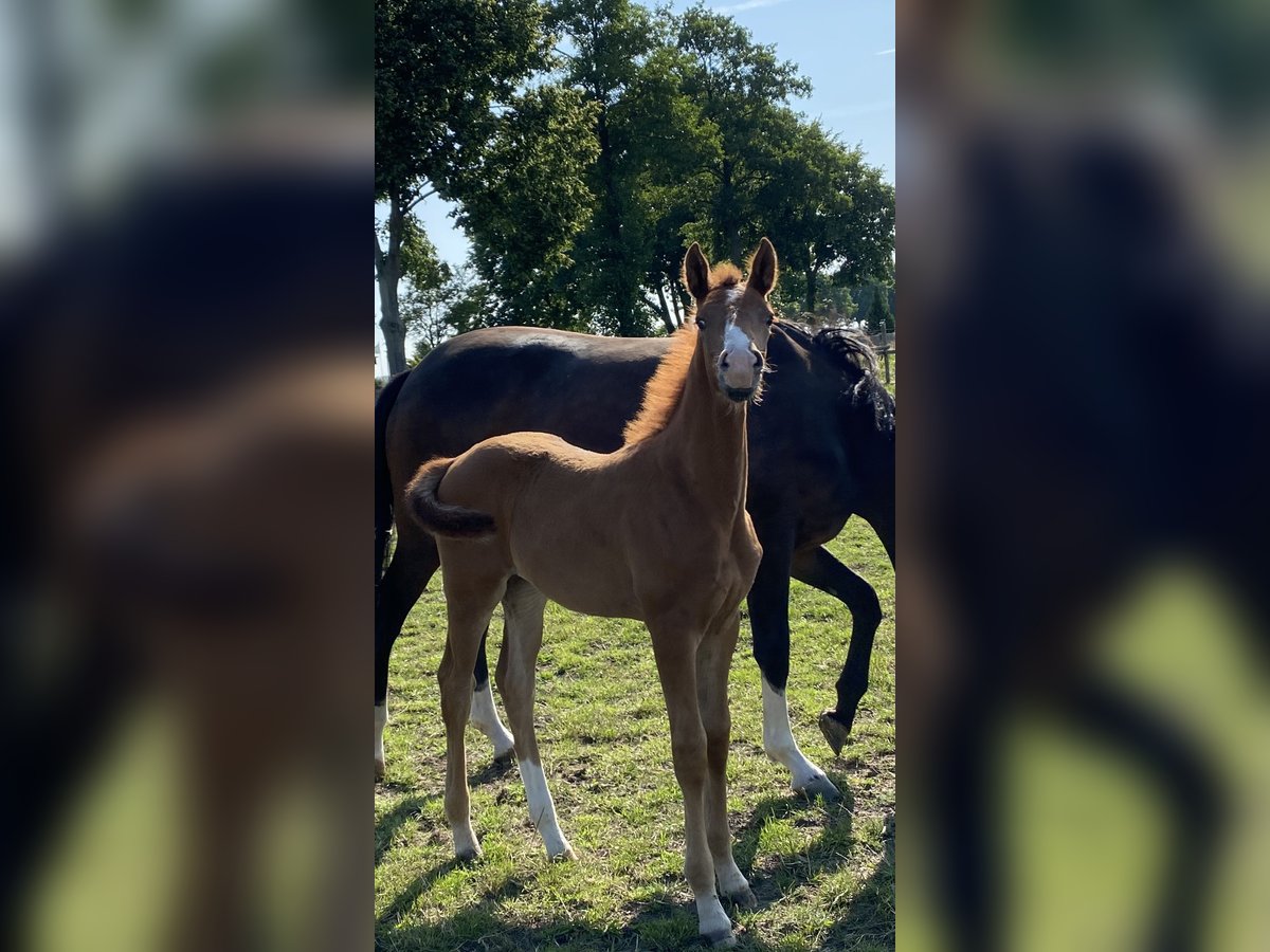 Hanoverian Mare  Chestnut-Red in Wolfsburg
