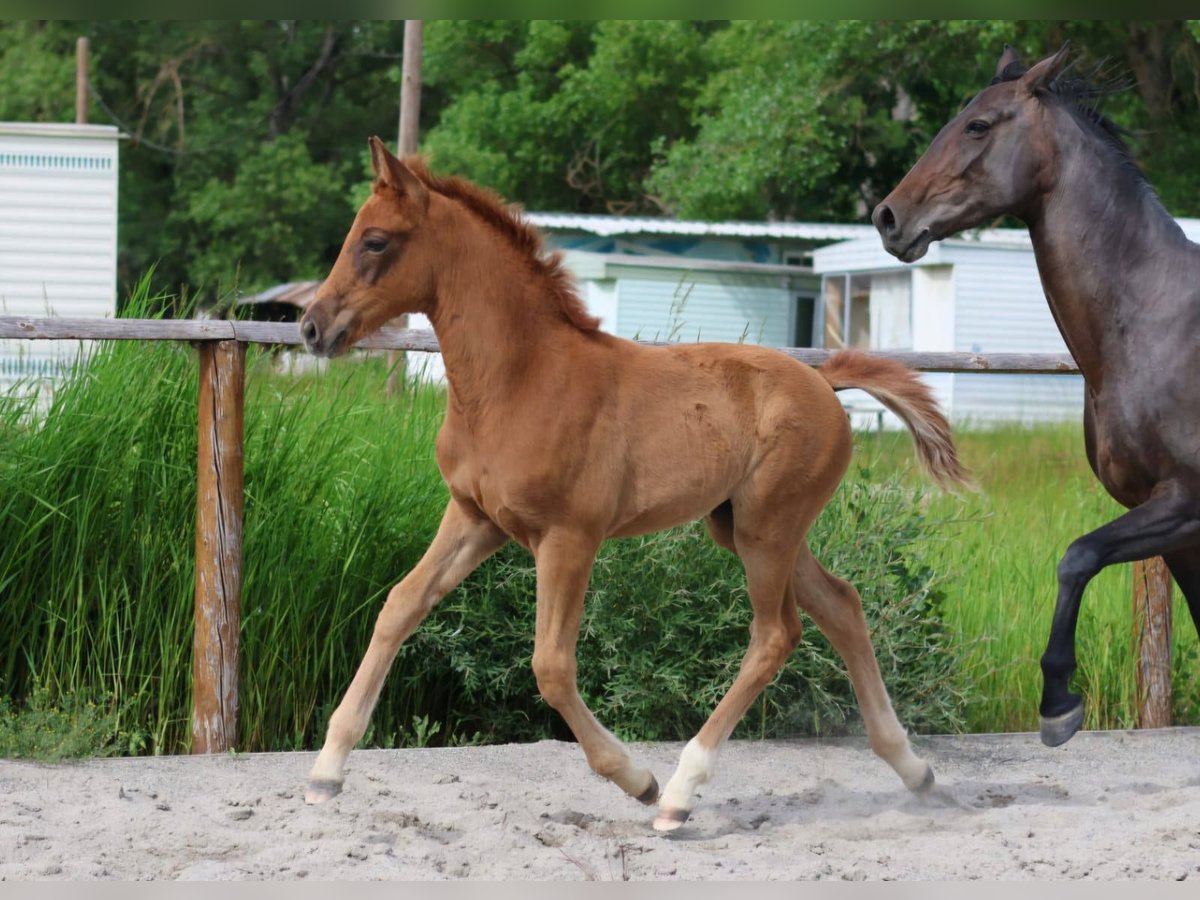 Hanoverian Mare Foal (04/2025) Chestnut-Red in Sisteron