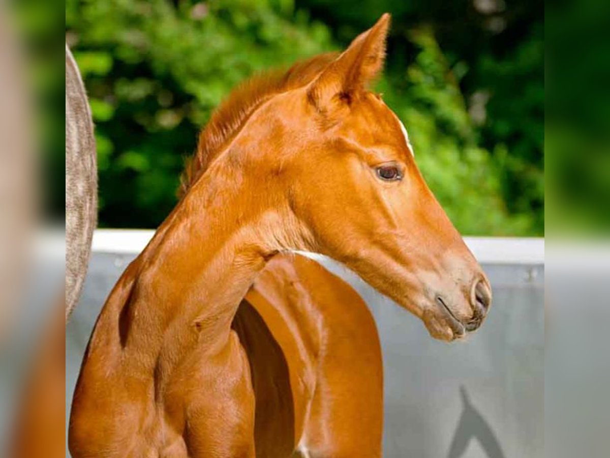 Hanoverian Mare  Chestnut-Red in Verden (Aller)