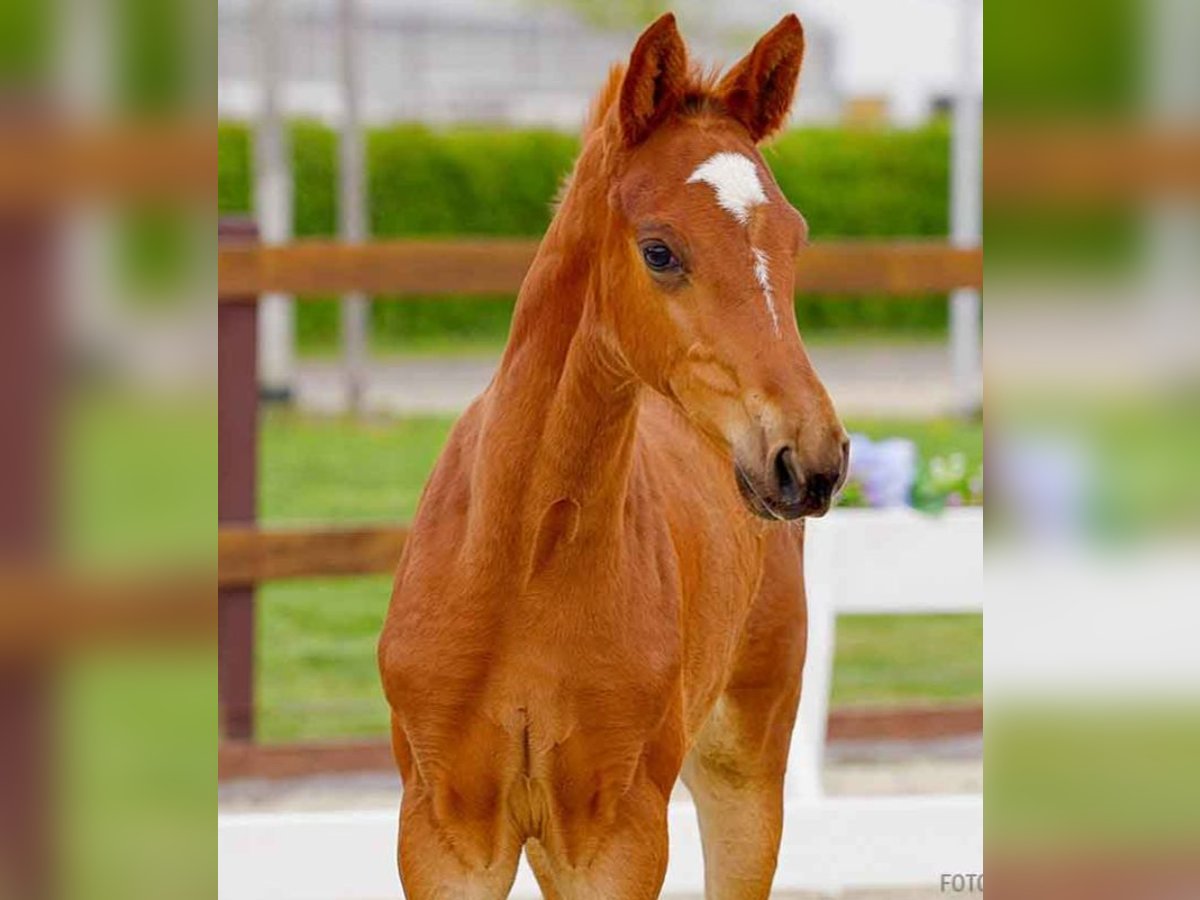 Hanoverian Mare  Chestnut-Red in Verden (Aller)