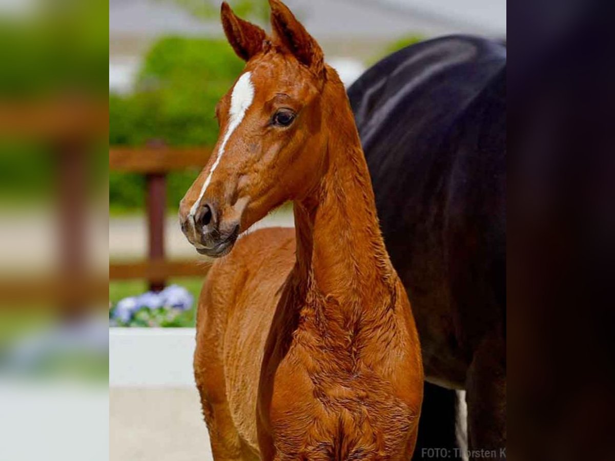 Hanoverian Mare  Chestnut-Red in Verden (Aller)