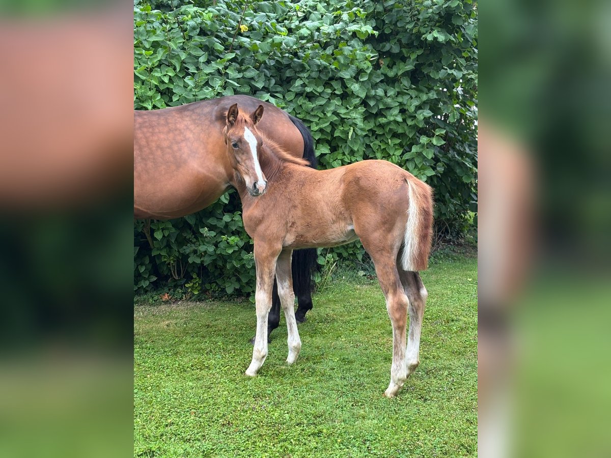 Hanoverian Mare  Chestnut-Red in Petershagen
