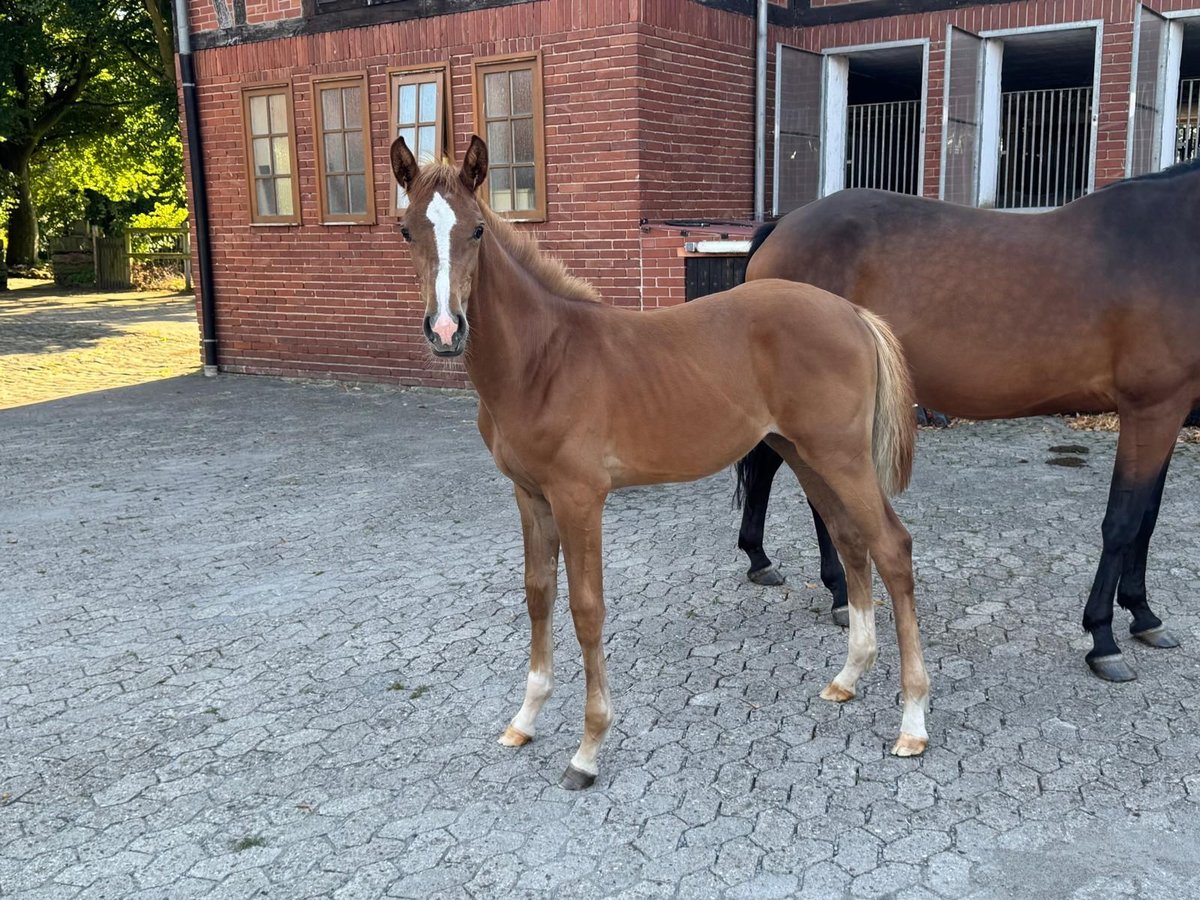 Hanoverian Mare Foal (04/2025) Chestnut-Red in Petershagen