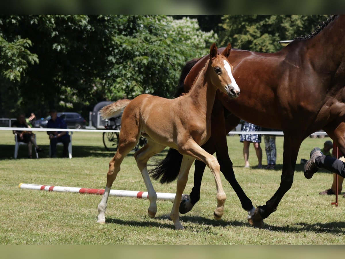 Hanoverian Mare Foal (05/2024) Chestnut in Dannenberg (Elbe)