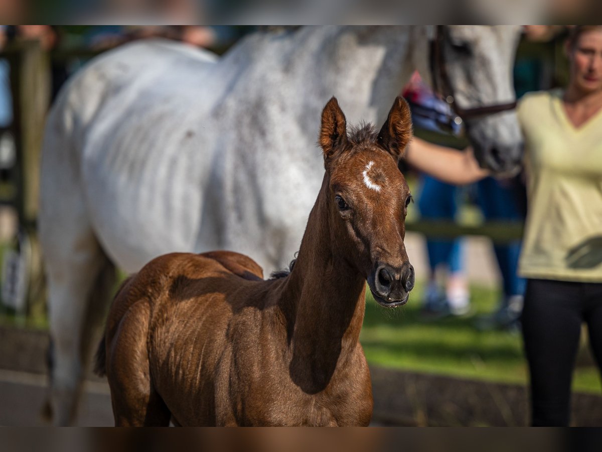 Hanoverian Mare Foal (05/2025) Chestnut in Gronau (Leine)