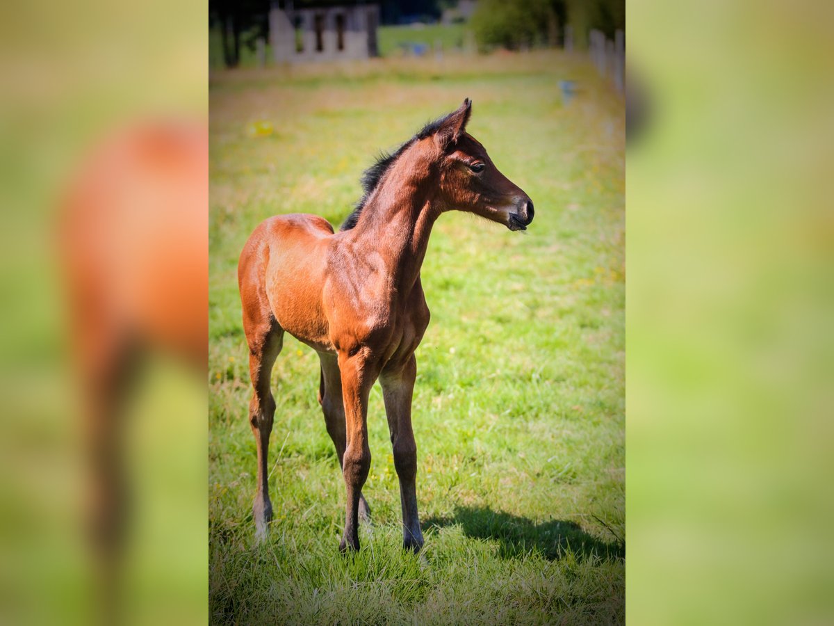 Hanoverian Mare  in andouill&#xE9; neuville