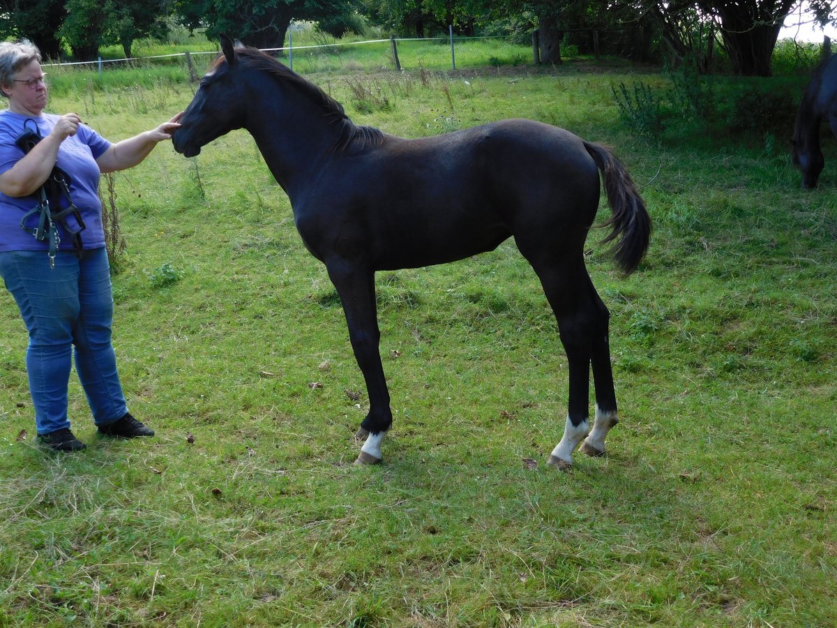 Hanoverian Mare Foal (02/2024) Gray-Dark-Tan in Freden (Leine)