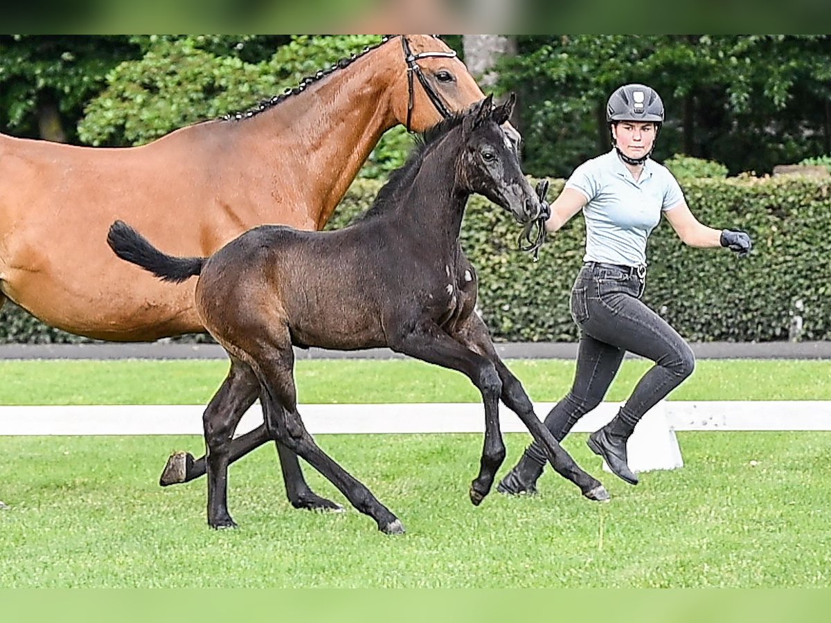 Hanoverian Mare Gray in Celle Hanoverian Mare Gray in Celle