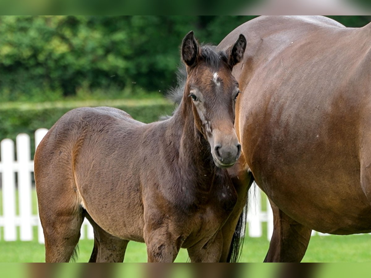Hanoverian Mare  Gray in Celle