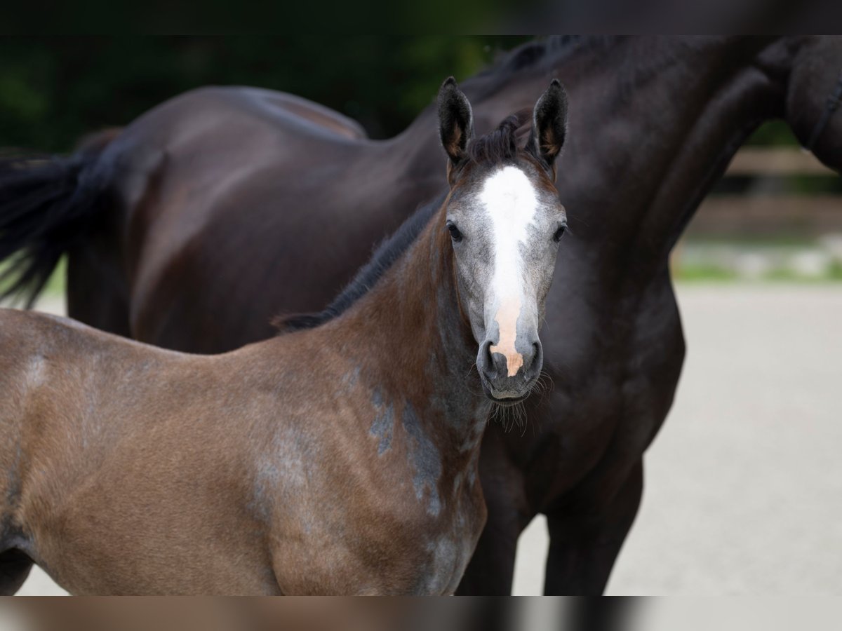 Hanoverian Mare Foal (04/2025) Grey in Friedeburg Wiesede