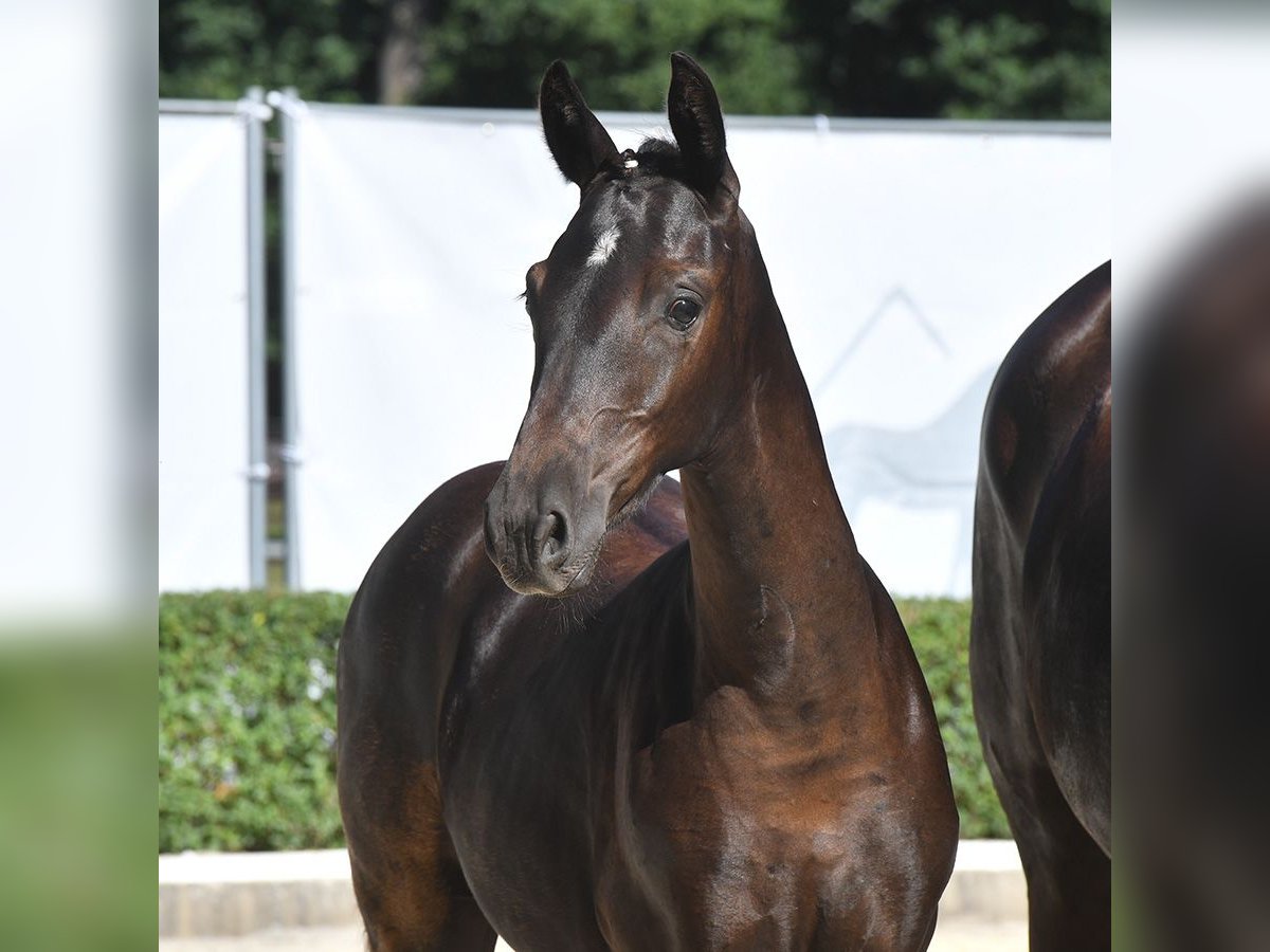 Hanoverian Mare Foal (04/2024) Smoky-Black in Bad Bevensen