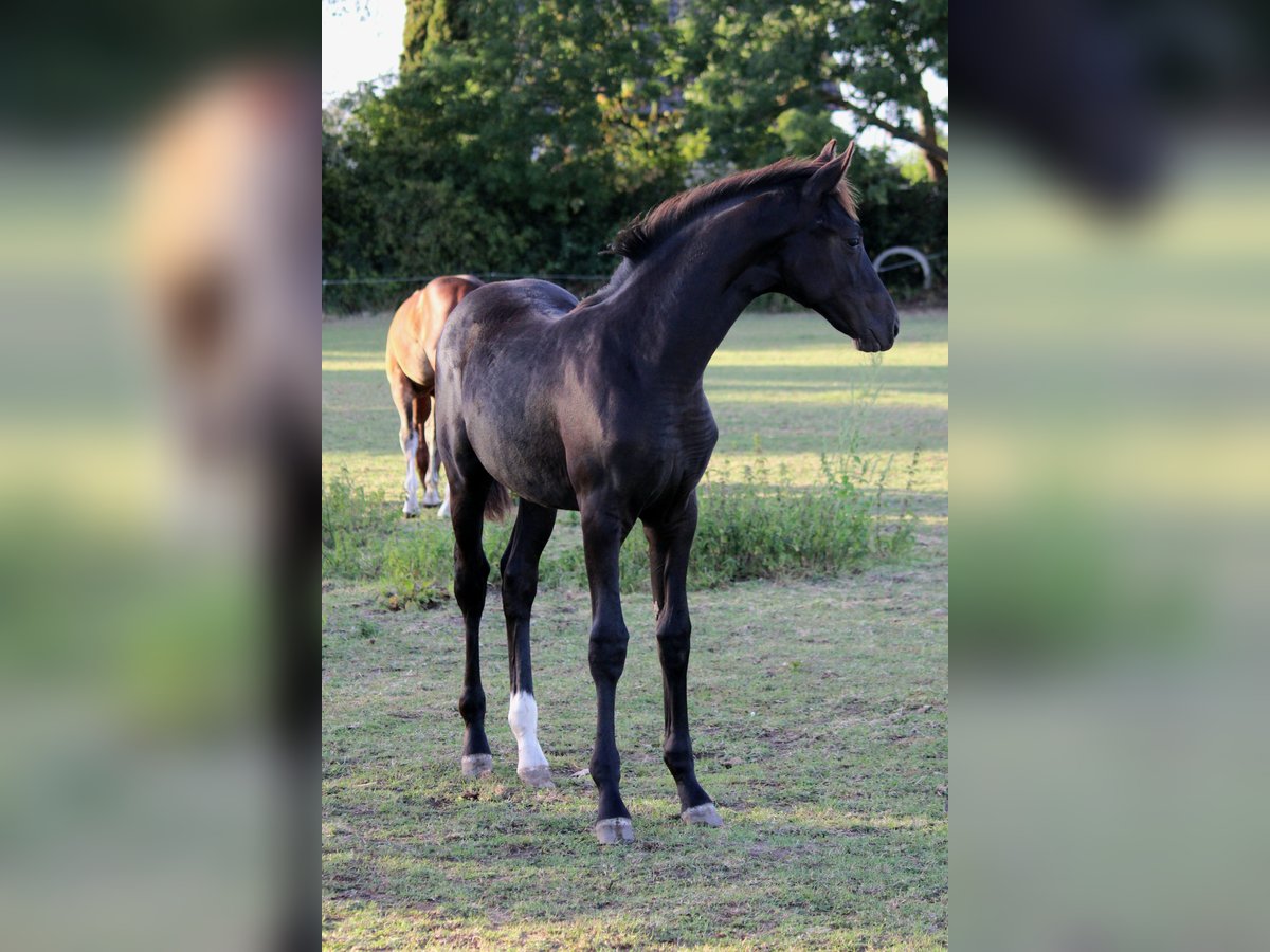 Hanoverian Mare Foal (04/2025) Smoky-Black in Hohenhameln Hanoverian Mare Foal (04/2025) Smoky-Black in Hohenhameln