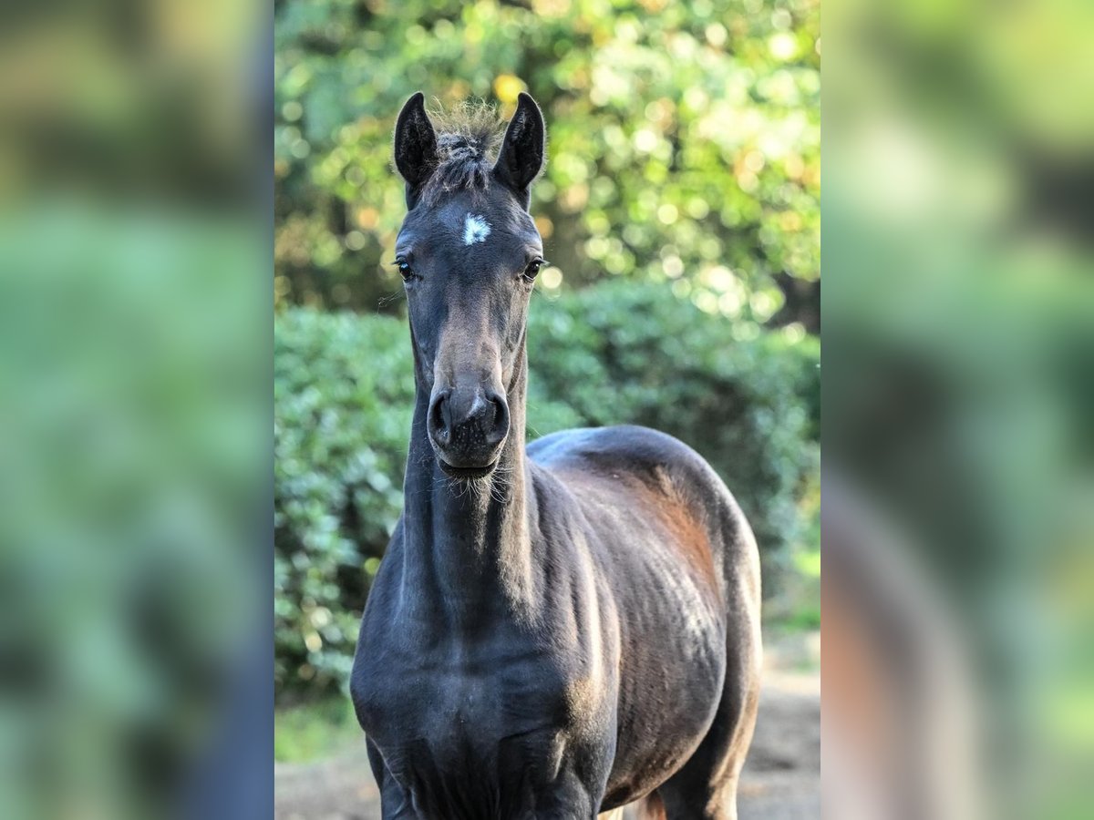 Hanoverian Mare Foal (05/2025) Smoky-Black in Zeven