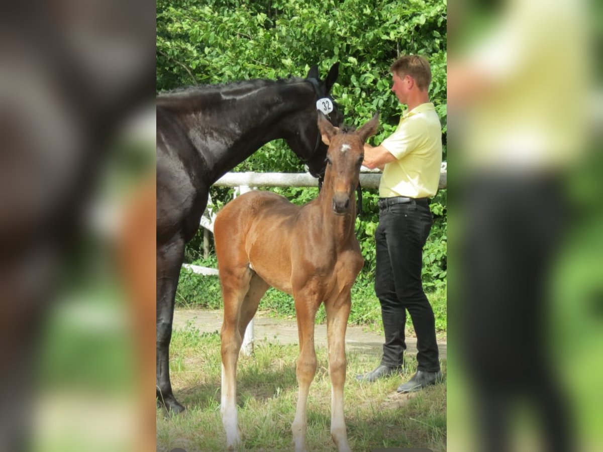 Hanoverian Mare Foal (04/2025) Smoky-Black in Bröckel Hanoverian Mare Foal (04/2025) Smoky-Black in Bröckel