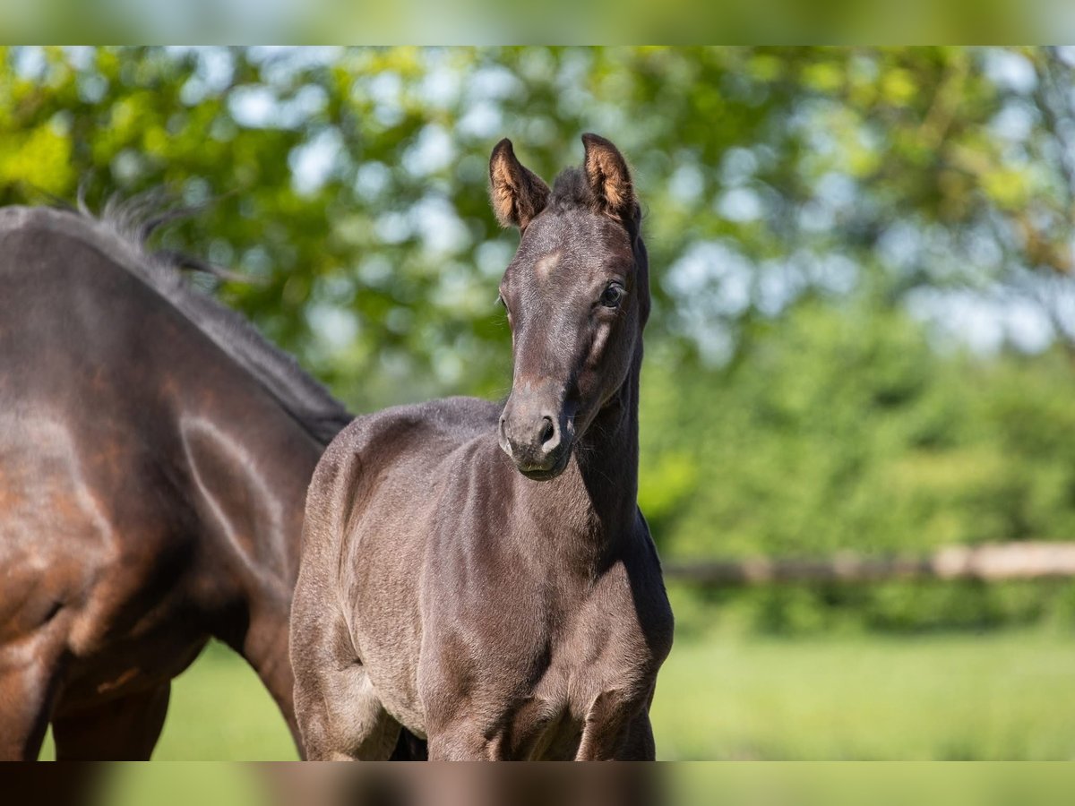 Hanoverian Mare  Smoky-Black in Cuxhaven
