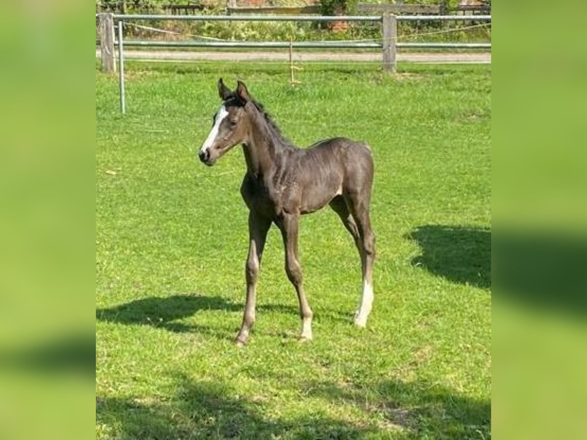 Hanoverian Mare Foal (06/2025) Smoky-Black in Petershagen