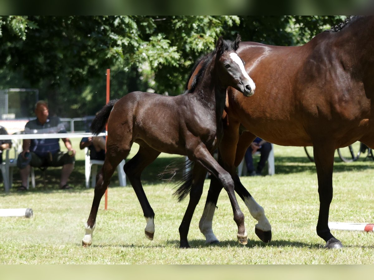 Hanoverian Mare Foal (05/2024) Smoky-Black in Trebel