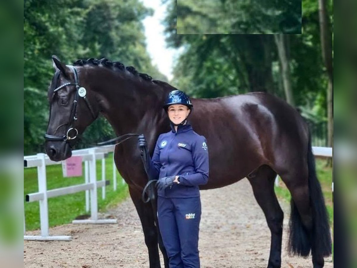 Hanoverian Stallion 10 years Black in Paderborn