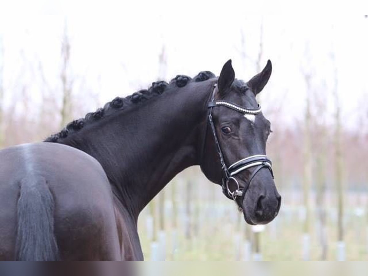 Hanoverian Stallion 11 years 16,2 hh Smoky-Black in Bad Zwischenahn