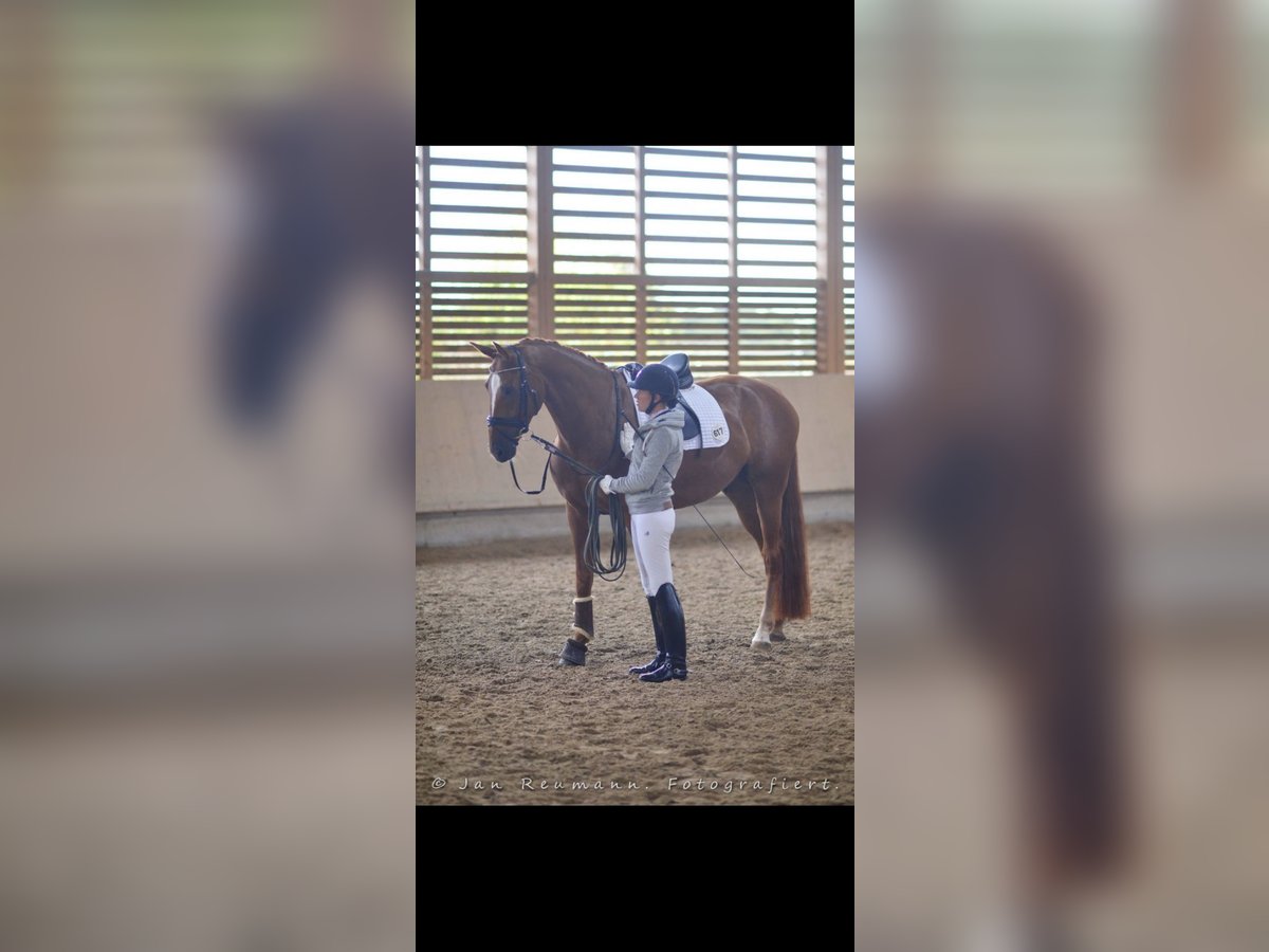 Hanoverian Stallion 13 years 17 hh Chestnut-Red in Heppenheim (Bergstraße)