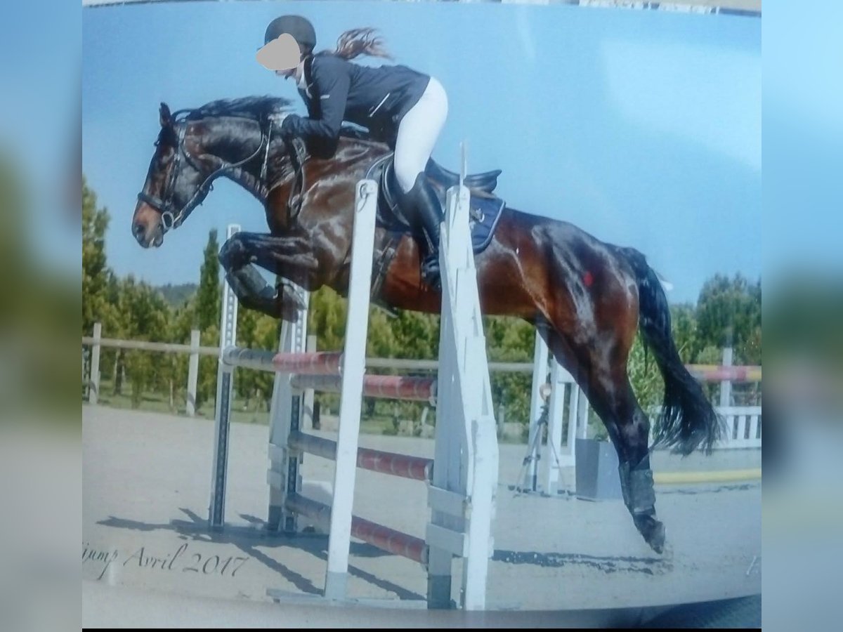 Hanoverian Stallion 17 years 16,1 hh Bay-Dark in Couiza