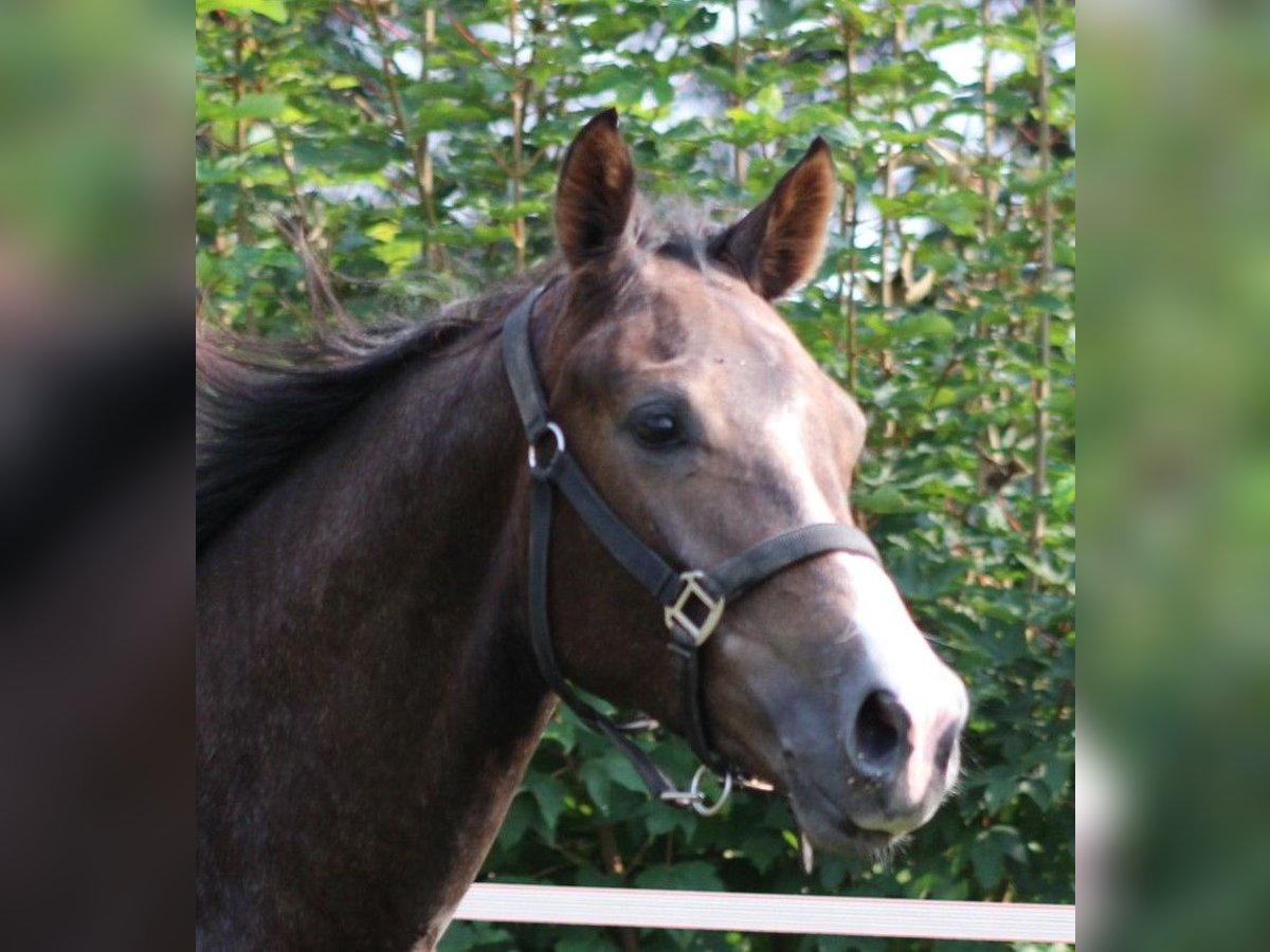 Hanoverian Stallion 1 year 13,2 hh Can be white in Syke OT-Gödestorf