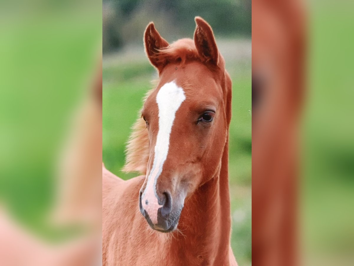 Hanoverian Stallion 1 year 13,2 hh Chestnut-Red in Leezdorf