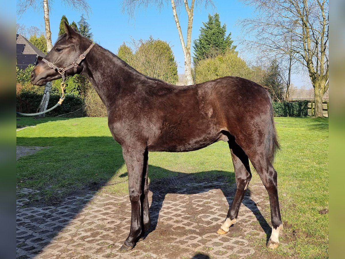 Hanoverian Stallion 1 year 14,2 hh Smoky-Black in Niedersachsen