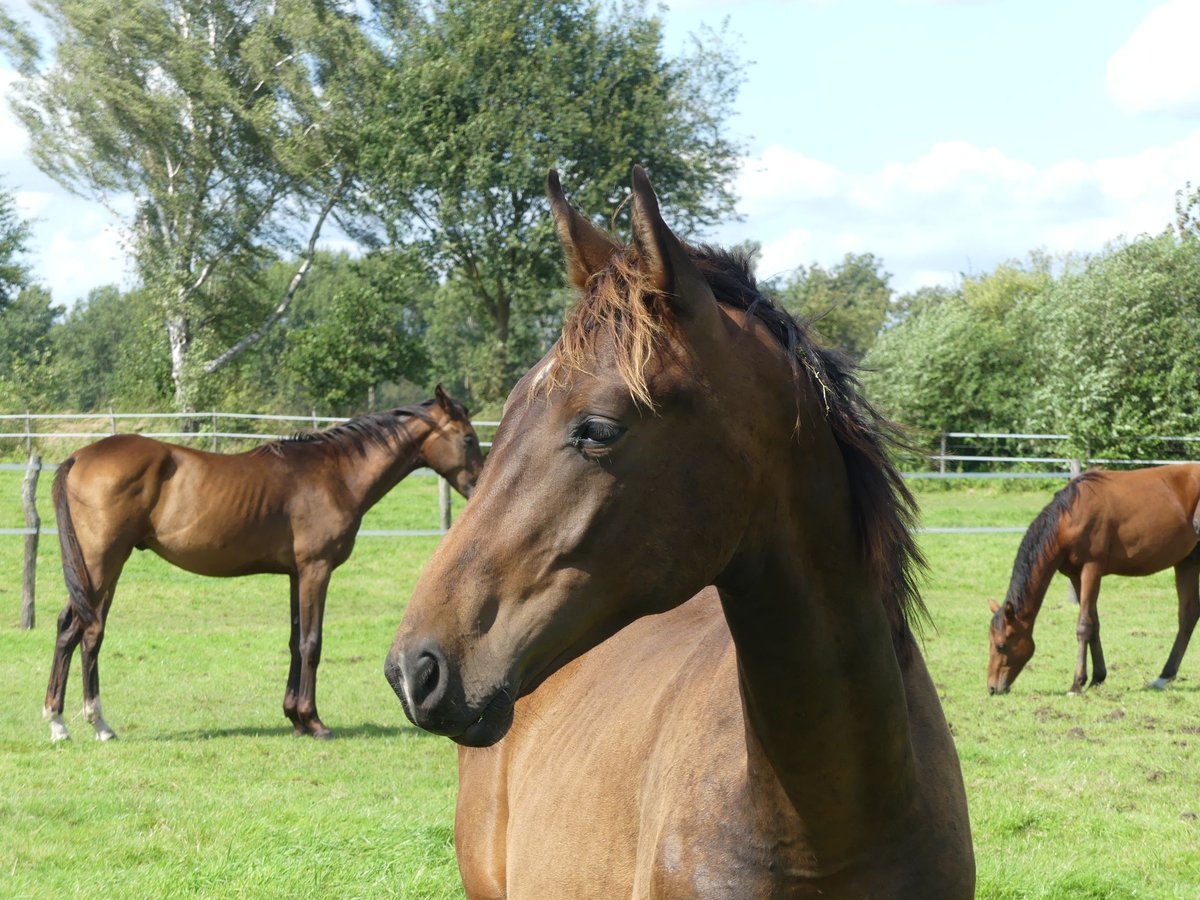 Hanoverian Stallion 1 year 16,1 hh Bay-Dark in Langenhagen