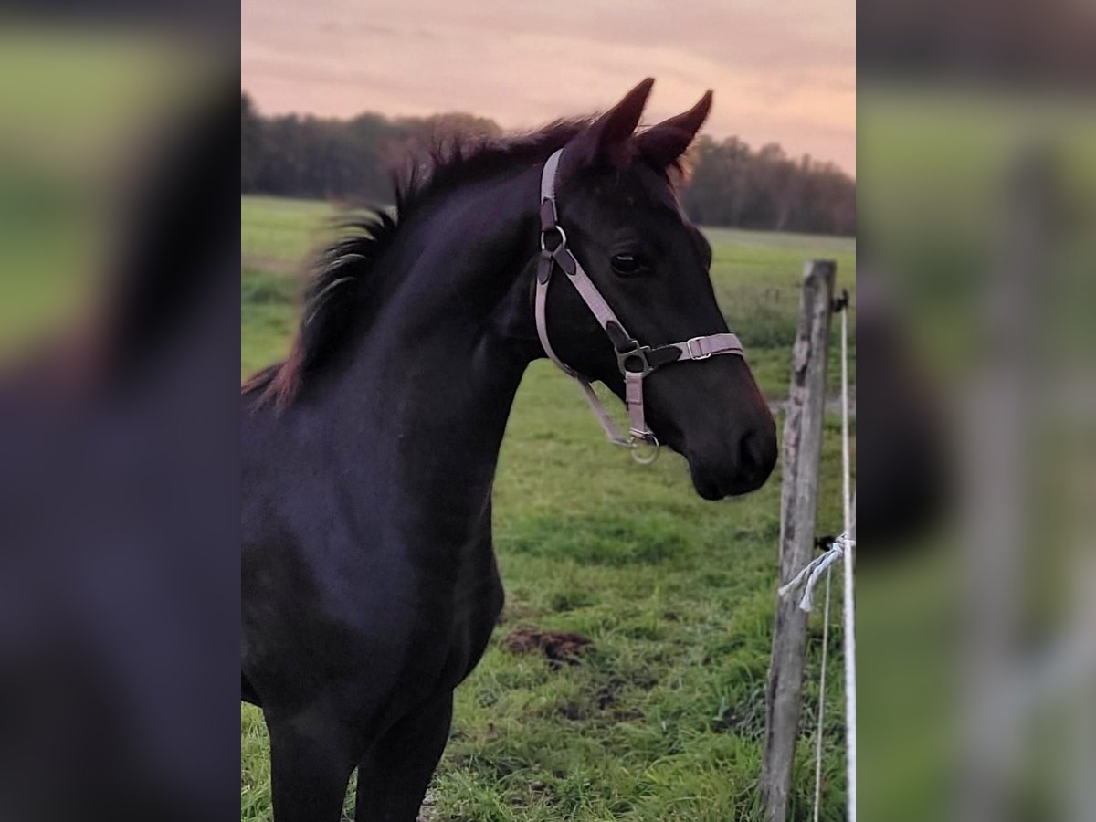 Hanoverian Stallion 1 year 16,1 hh Black in Zetel Zetel