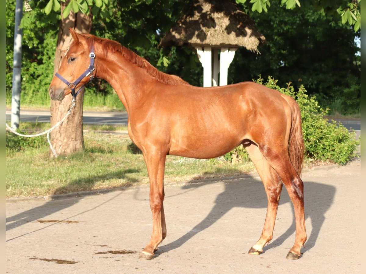 Hanoverian Stallion 1 year 16,1 hh Chestnut-Red in Selsingen