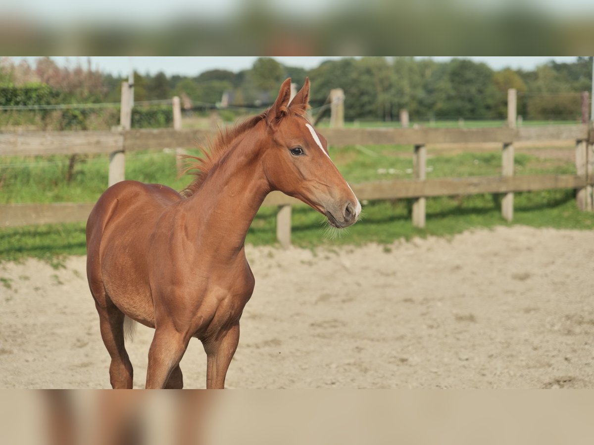 Hanoverian Stallion 1 year 16,1 hh Chestnut-Red in Stokkum