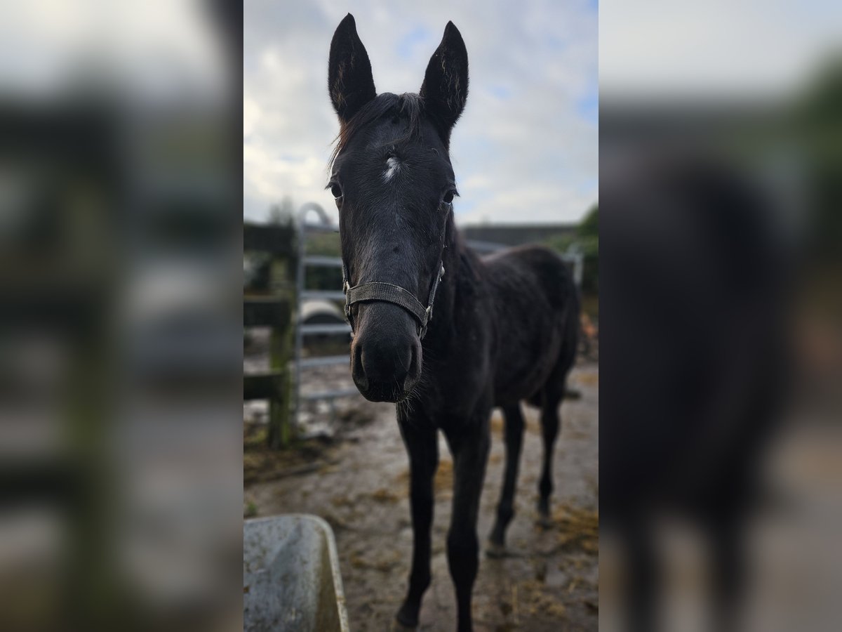 Hanoverian Stallion 1 year 16,2 hh Black in Moers