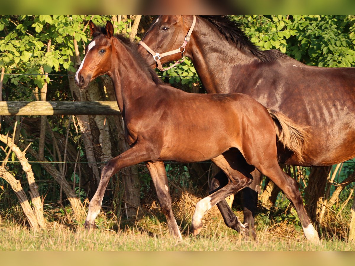 Hanoverian Stallion 1 year 16,2 hh Brown in Rickling