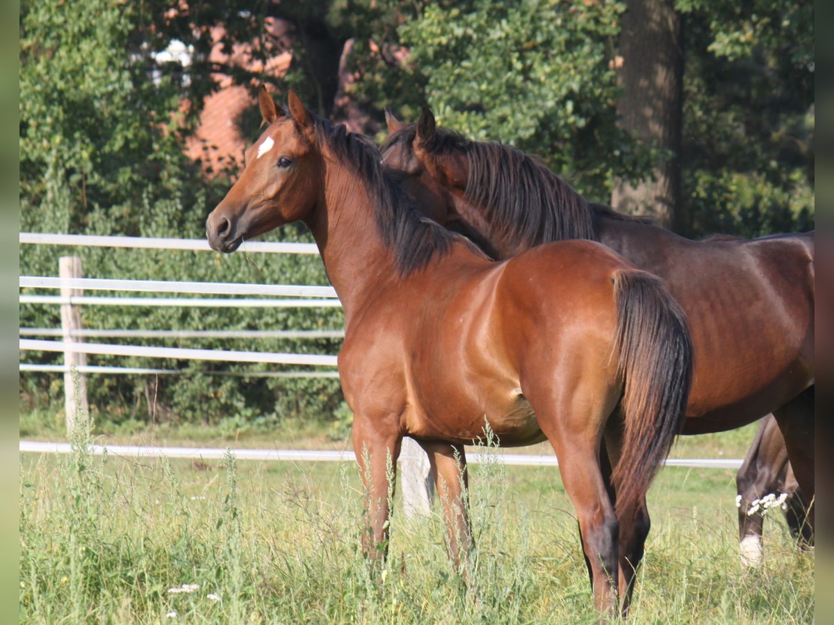 Hanoverian Stallion 1 year 16,2 hh Brown in Ratekau
