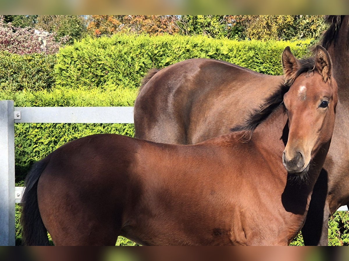 Hanoverian Stallion 1 year 16,2 hh in Ochtersum