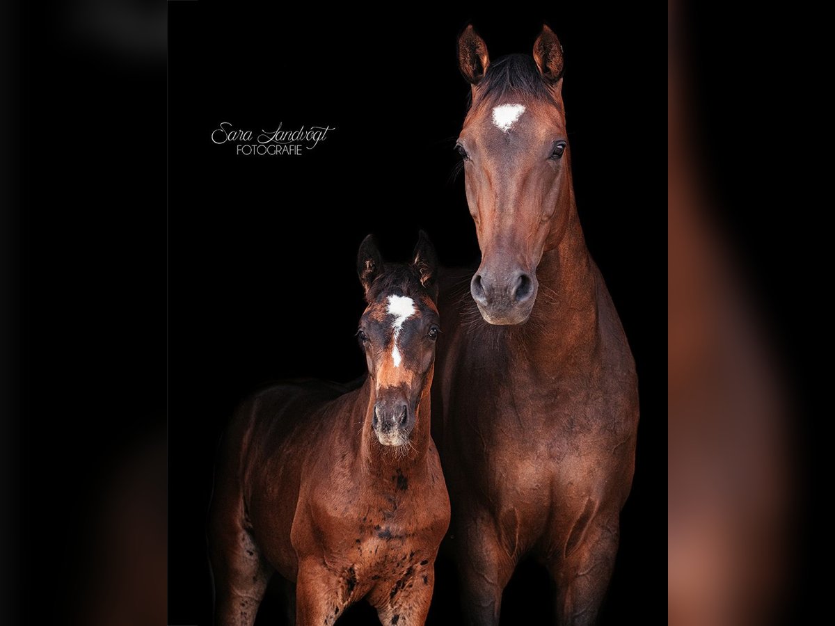 Hanoverian Stallion 1 year 16,2 hh Smoky-Black in Au in der Hallertau