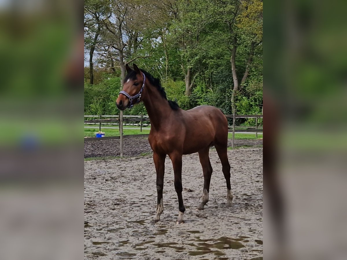 Hanoverian Stallion 1 year 16,3 hh Brown in Bunde