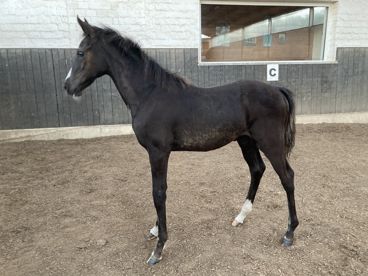 Hanoverian Stallion 1 year 16 hh Smoky-Black in Bornhöved