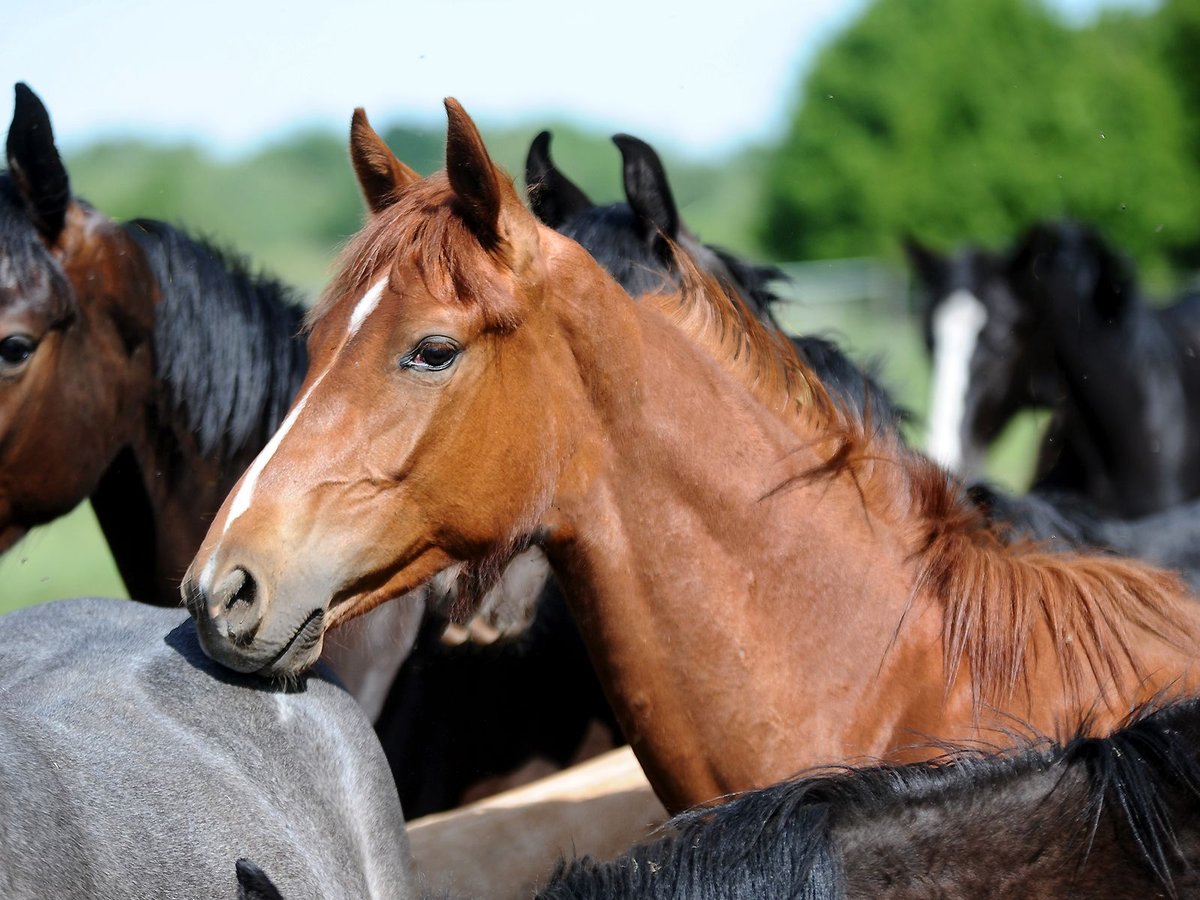 Hanoverian Stallion 1 year 16,1 hh Chestnut in Isernhagen