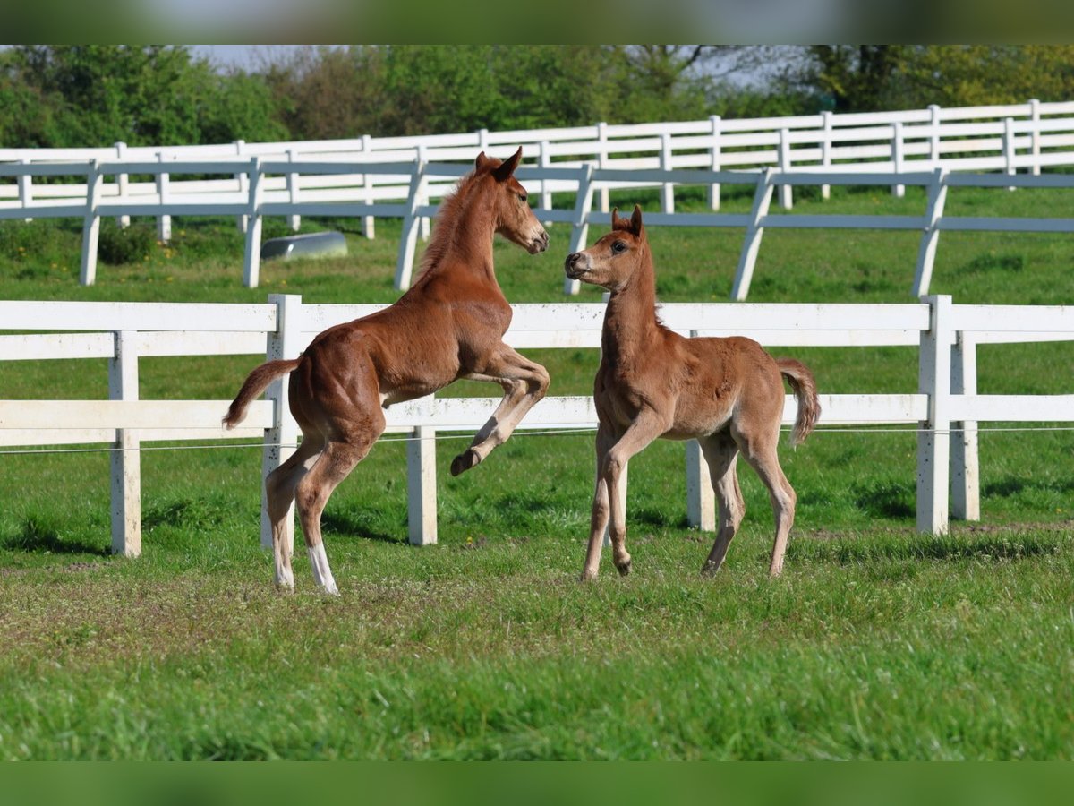 Hanoverian Stallion 1 year 16,1 hh Chestnut-Red in Bad Oldesloe